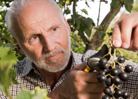 Model: Gerhard 103922