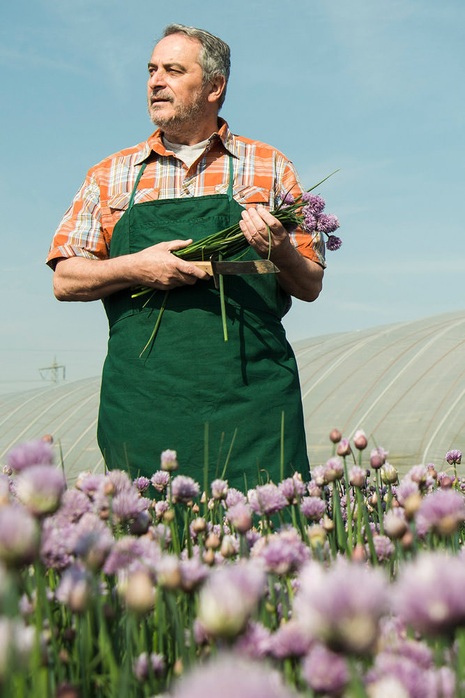 Model: Hellmuth 23756